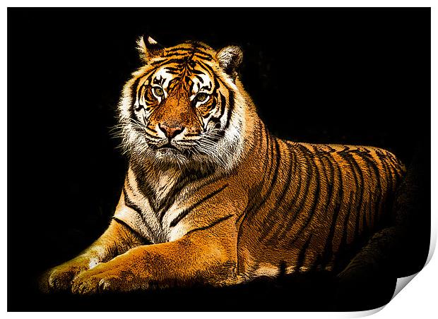 Posterized Tiger 3 Print by Tom Reed