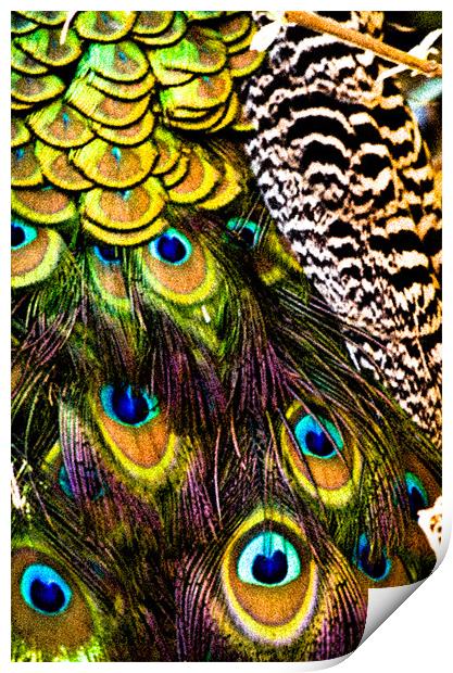 Peacock patterns Print by Tom Reed