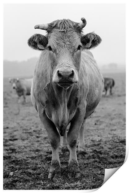 Cow in Fields Print by Vladas Briedis