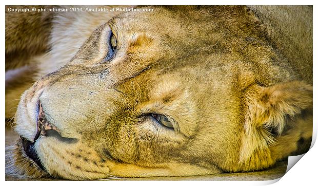 Lioness Print by Phil Robinson
