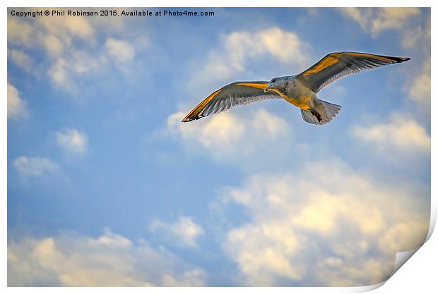  Seagull on a sunset afternoon  Print by Phil Robinson