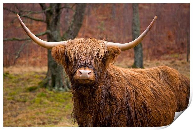 Highland Cow in Field Print by Steven Brown