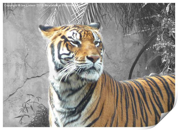 Tiger Tiger Print by Ian Lintern