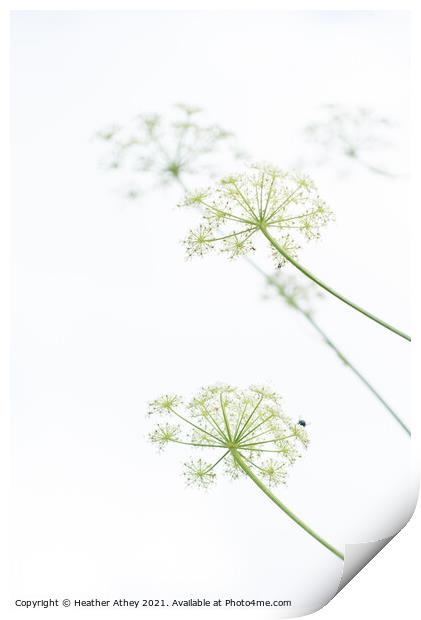 Cow Parsley Print by Heather Athey