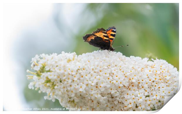 A tortoiseshell butterfly on a buddleia flower Print by Heather Athey