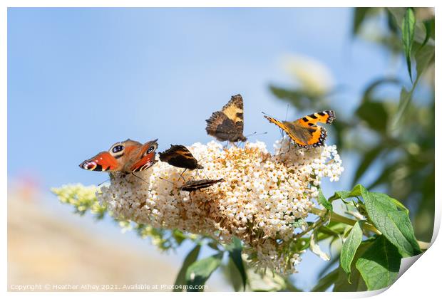 Butterflies on Buddleia Print by Heather Athey