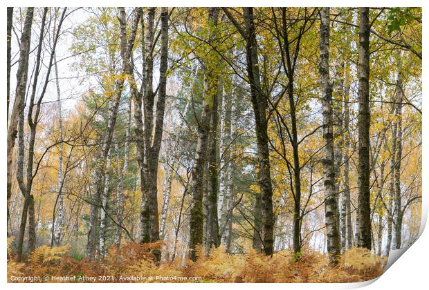 Silver birch and bracken in autumn Print by Heather Athey