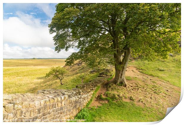 Sycamore Gap on The Hadrian's Wall trail Print by Heather Athey