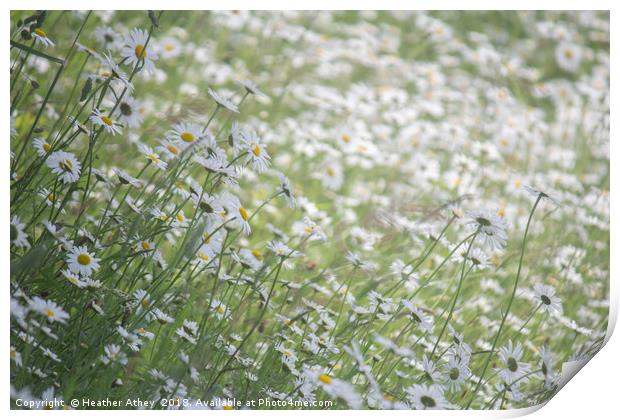 Swathes of Daisies Print by Heather Athey