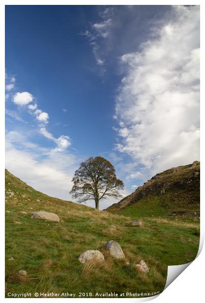 Sycamore Gap, Hadrian's Wall Print by Heather Athey
