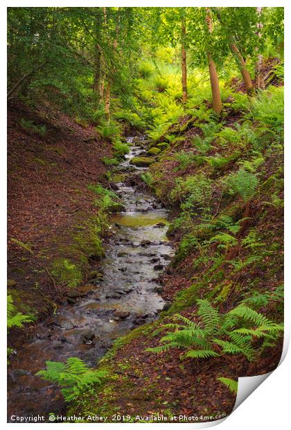 Woodland Stream Print by Heather Athey