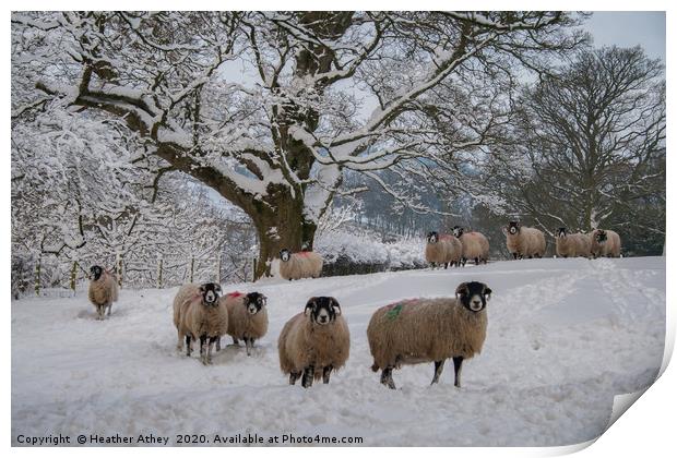 Swaledale Sheep in Snow Print by Heather Athey