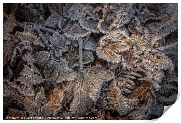 Frosted leaves in winter Print by Heather Athey