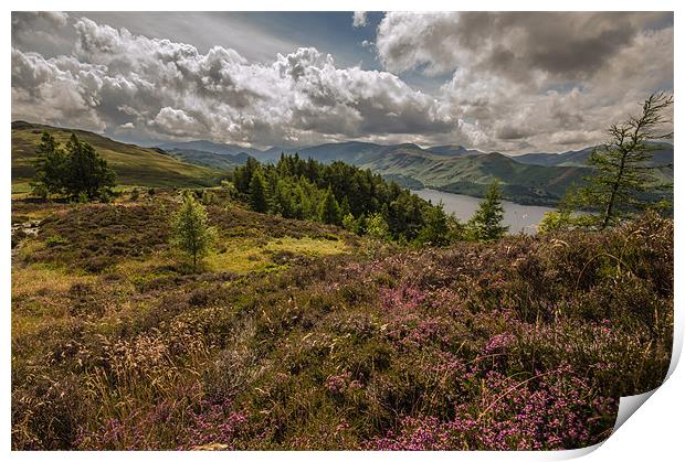 Heather Blooms in the Lake District Print by Phil Tinkler