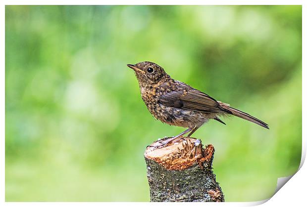 Juvenile Robin Perched on Tree Stump Print by Phil Tinkler
