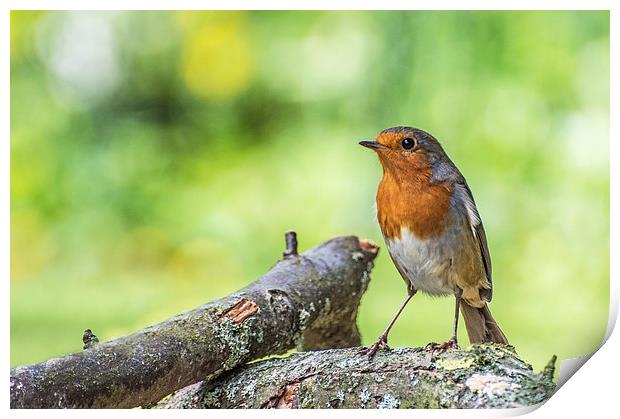  Robin Standing on a Fallen Branch with Green Back Print by Phil Tinkler
