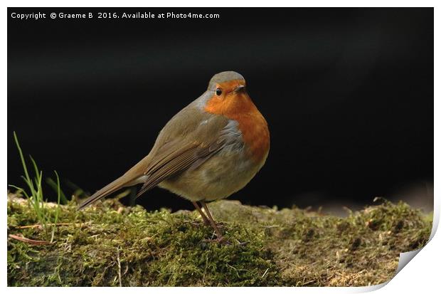 Hennock Robin Print by Graeme B