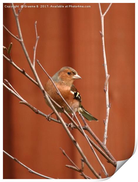 Male Chaffinch 2 Print by Graeme B