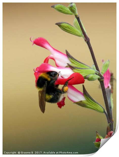 Bee on plant 2 Print by Graeme B