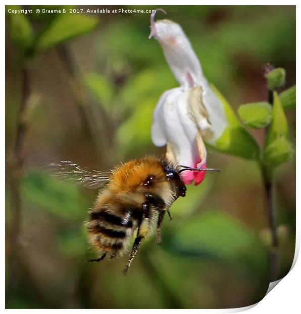 Bee coming in  Print by Graeme B