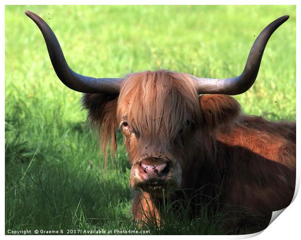 Bull Horns Print by Graeme B