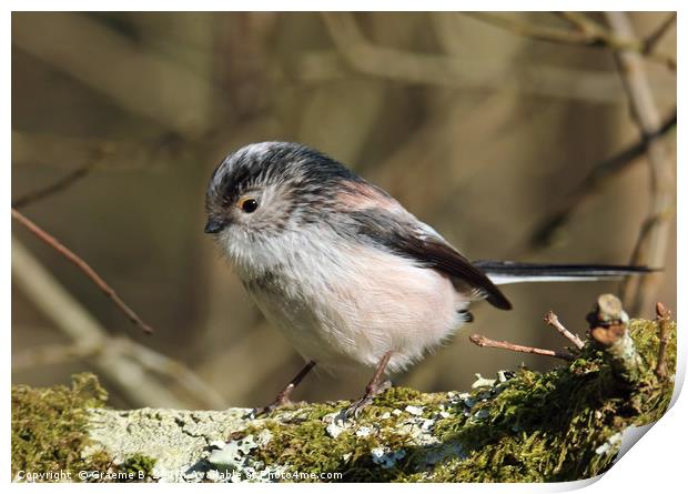 Long Tailed Tit Print by Graeme B