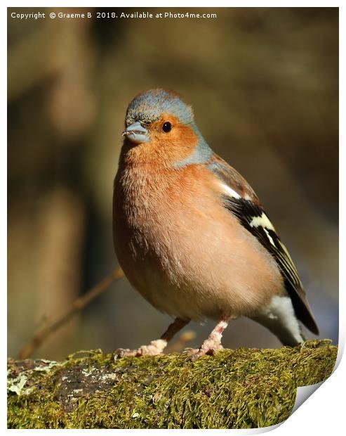 Chaffinch with a mouthful Print by Graeme B