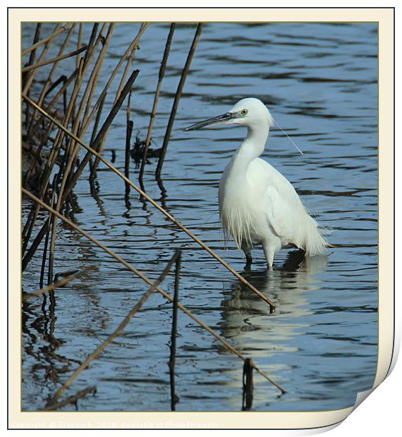 Eyeing The Reeds Print by Graeme B