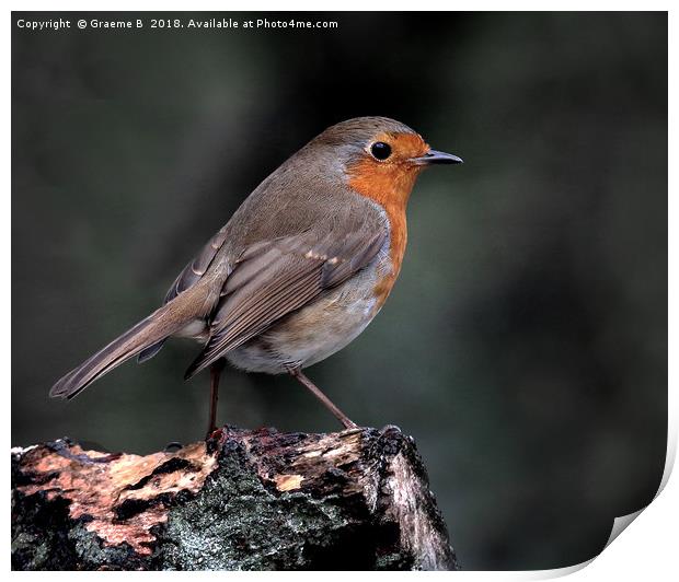 Robin on a log Print by Graeme B