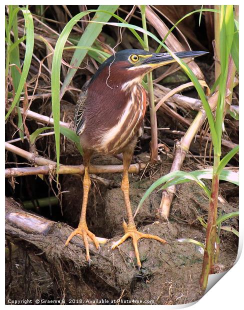 Green Heron Print by Graeme B