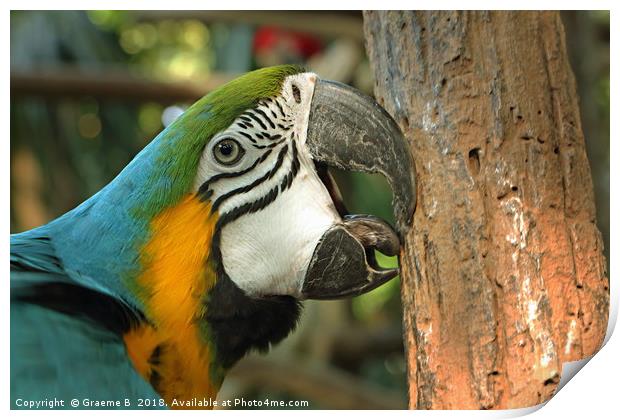 Destructive Parrot Print by Graeme B