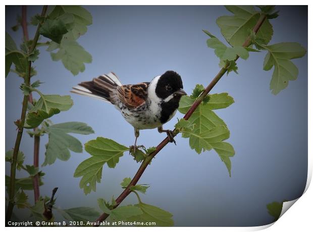 Male Reed Bunting2 Print by Graeme B