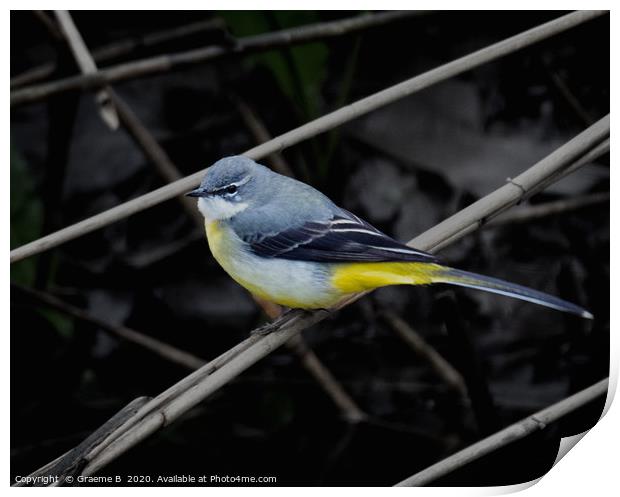 Grey Wagtail Print by Graeme B