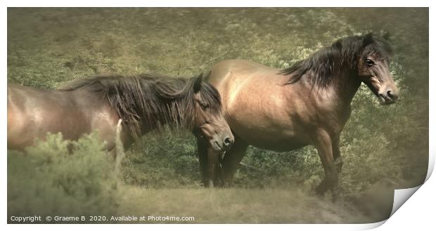 Out From The Bracken Print by Graeme B