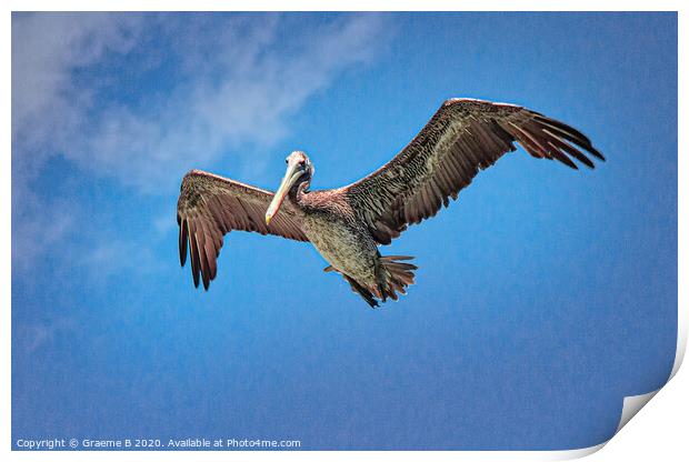 Pelican in Blue Sky Print by Graeme B