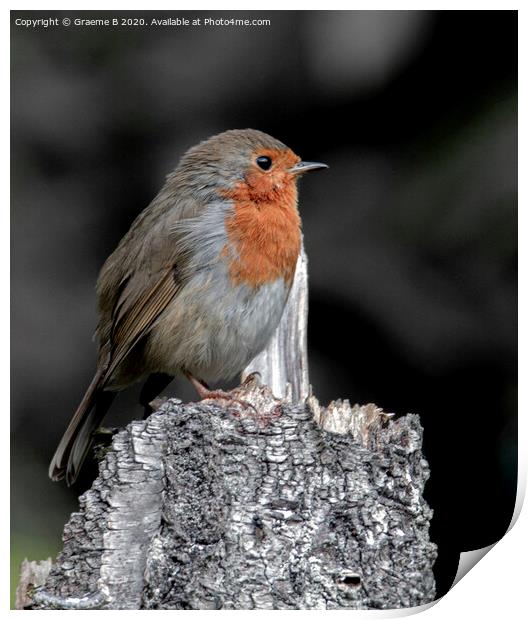 Robin Perch Print by Graeme B