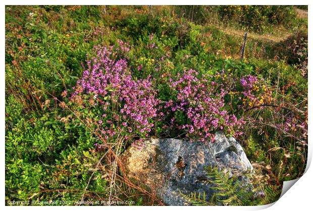 Granite and Heather Print by Dave Bell