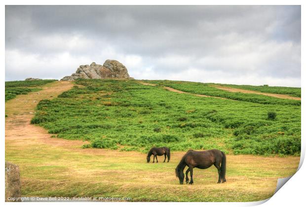 Dartmoor Ponies Graze below Haytor Rock Print by Dave Bell