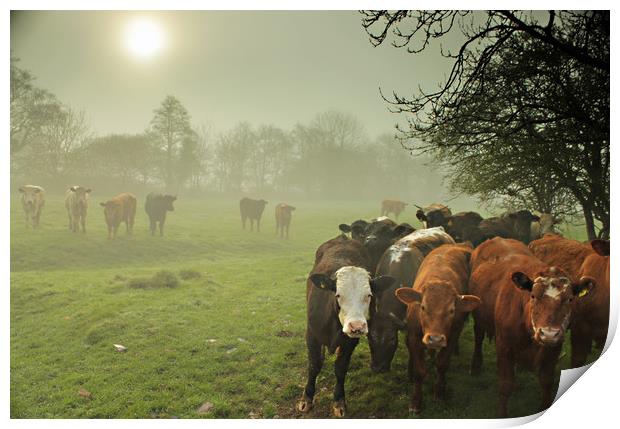  Cattle in The Mist Print by Dave Bell