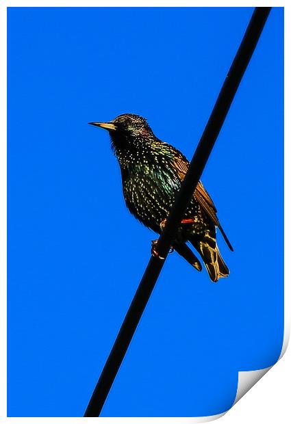 Starling very colorful Print by Dave Bell