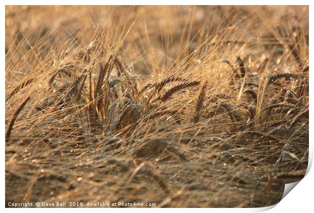 Wheat Print by Dave Bell
