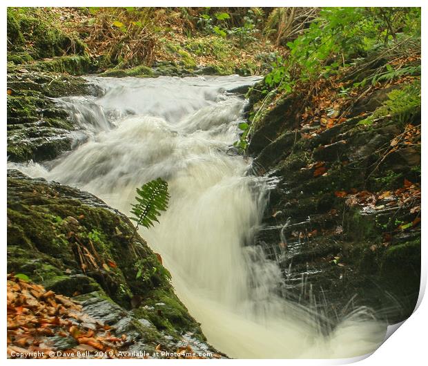 Lone Fern Print by Dave Bell