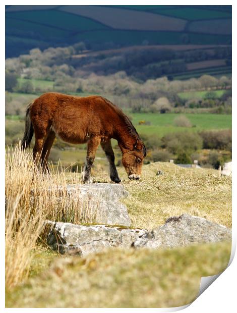 Moorland Pony   Print by Dave Bell