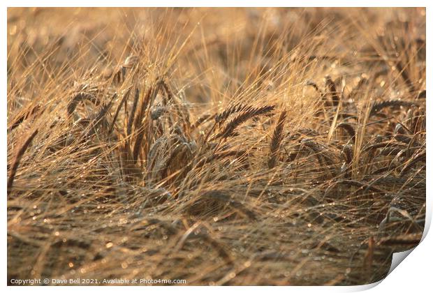 Ears of grain crop close up Print by Dave Bell