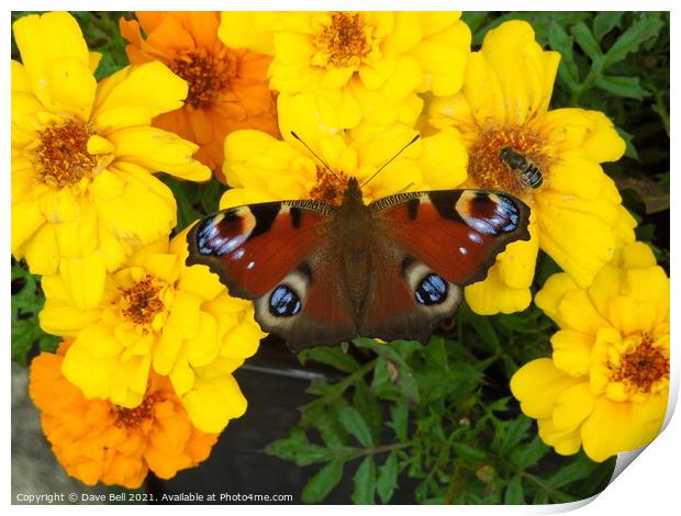 Peacock butterfly Print by Dave Bell