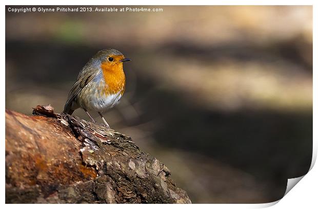 Robin Print by Glynne Pritchard