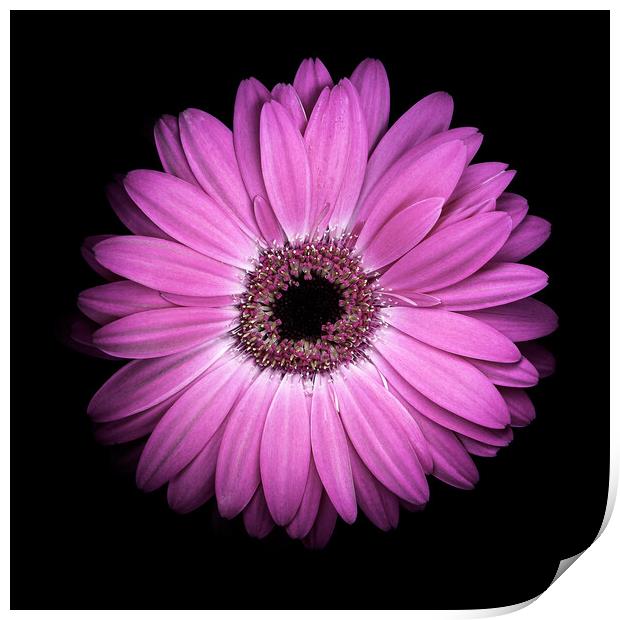 Gerbera flower on black background Print by Martin Williams