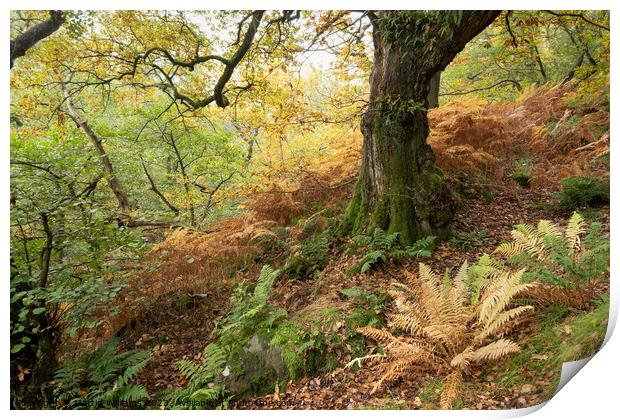Ancient wood in the North York Moors Print by Martin Williams