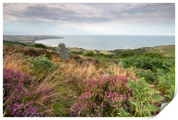 Heather at Ravenscar overlooking Robin Hoods Bay Print by Martin Williams