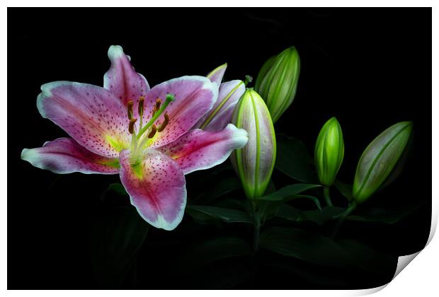 Flowering Lily Print by Martin Williams
